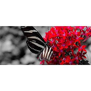 Dekor skleněný - motýl 20/50 obraz