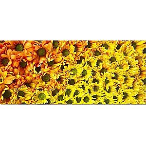 Dekor skleněný - žluté květy 20/50 obraz