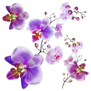 Samolepicí dekorace Orchids, 30 x 30 cm obraz