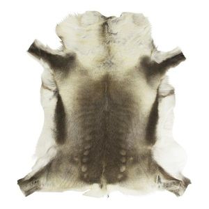 Kožešina Sob polární (rangifer tarandus) - 120*90cm POVR obraz