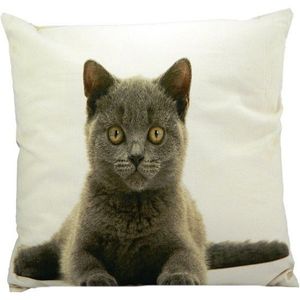 Plátěný polštář Britská kočka 50x50 cm - 50*10*50cm GKKSKBK obraz