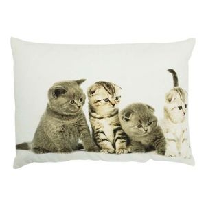 Bavlněný polštář Britská koťata 35x50 cm - 50*10*35cm GKHKKBK4 obraz