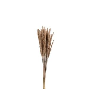 Svazek sušené trávy hnědé - 9*9*82 cm 2620 obraz