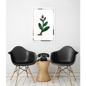 Obraz Kaktus na zrcadle Mirrora 65 - 60x40 cm (Obrazy Mirrora) obraz