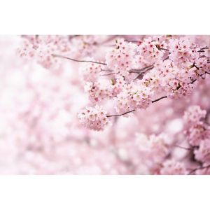 Vliesová fototapeta XXL Sakura 360 x 254 cm, 4 díly obraz