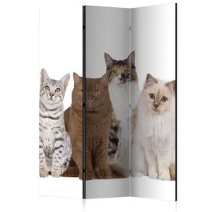 Paraván Sweet Cats Dekorhome 135x172 cm (3-dílný), Paraván Sweet Cats Dekorhome 135x172 cm (3-dílný) obraz