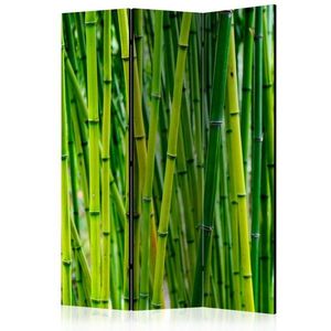 Paraván Bamboo Forest Dekorhome 135x172 cm (3-dílný) obraz