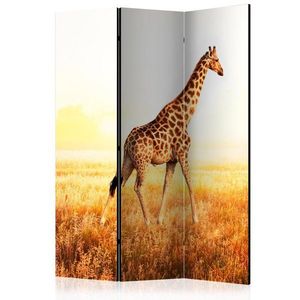 Paraván giraffe - walk Dekorhome 135x172 cm (3-dílný), Paraván giraffe - walk Dekorhome 135x172 cm (3-dílný) obraz