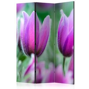 Paraván Purple spring tulips Dekorhome 135x172 cm (3-dílný) obraz