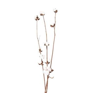 Bílo hnědá dekorační květina bavlník - 80 cm 5DF0030 obraz