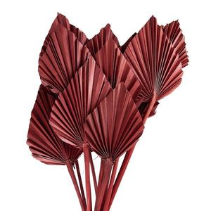 Vínová kytice sušené palmové listy - 55 cm (12ks) 5DF0027 obraz