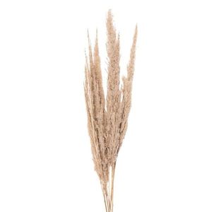 Přírodní béžová kytice sušené květy trávy - 100 cm (10ks) 5DF0034 obraz