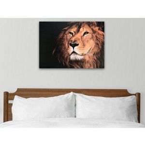 Obraz na plátně Král zvířat, 70x50 cm obraz
