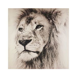 Obraz na plátně Lví pohled, 80x80 cm obraz