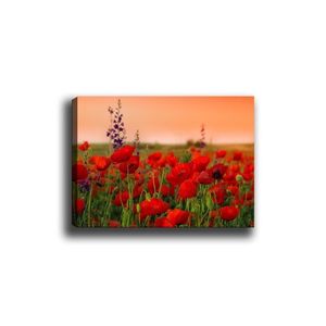 Wallity Obraz na plátně Poppy field 50x70 cm obraz