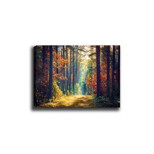 Wallity Obraz na plátně Miracle forest 50x70 cm obraz