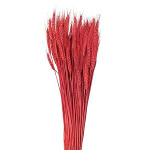 Červená květina pšeničné sušené klasy - 80 cm (200 gr) 5DF0012 obraz