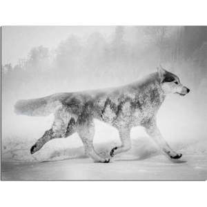Obraz Styler Canvas Nordic Wolf, 75 x 100 cm obraz