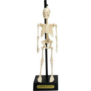 Model kostry Rex London Anatomical obraz