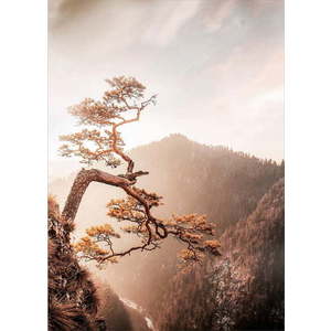 Skleněný obraz 50x70 cm Brown Tree – Styler obraz