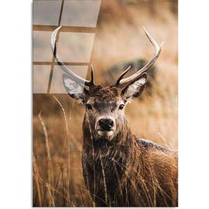 Skleněný obraz 70x100 cm Deer – Wallity obraz