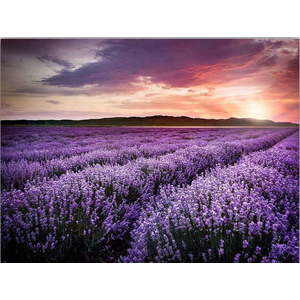 Obraz 100x70 cm Lavender Field – Wallity obraz