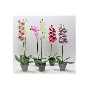 PROHOME - Orchidea umelá 63cm různé druhy obraz