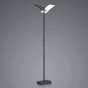 HELL LED stojací lampa Dual CCT, stmívatelná, černá obraz