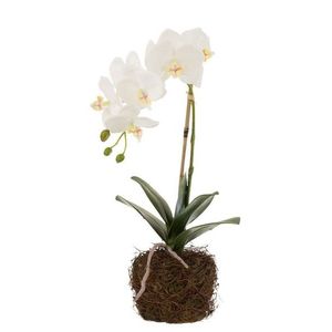 Dekorace umělá květina Orchidej s kořeny a mechem - 23*17*40 cm 12486 obraz