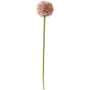 Umělá Květina Allium I -Paz- obraz