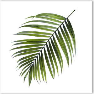 Obraz Styler Canvas Greenery Black Palm, 32 x 32 cm obraz