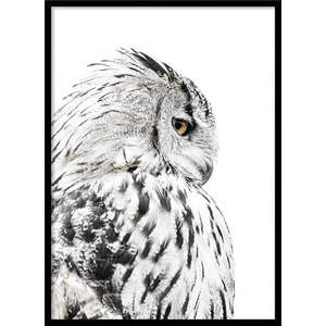 Plakát v rámu 50x70 cm Owl – Styler obraz