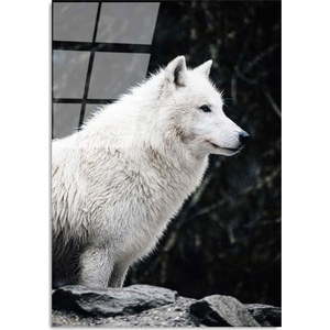 Skleněný obraz 70x100 cm White Wolf – Wallity obraz