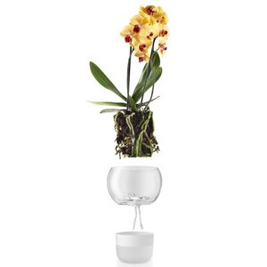 Samozavlažovací skleněný květináč na orchidej O15cm , eva solo obraz