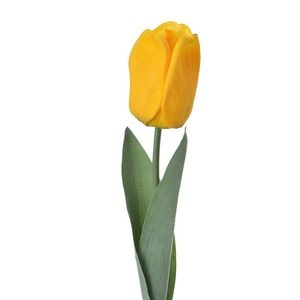Žlutý tulipán obraz