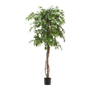 Umělý fíkus (výška 180 cm) Ficus – Kave Home obraz