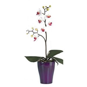 ORCHIDEJ orchidej 40 cm obraz