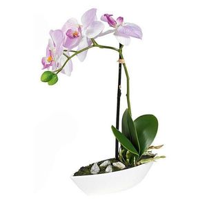 ORCHIDEJ orchidej 28 cm obraz