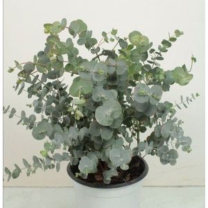 Eucalyptus cinerea Silver Dollar - Ø 17* 30 cm P 17 Silver dollar obraz