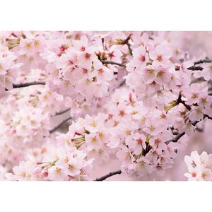 Fototapeta Sakura 180 x 127 cm, 1 díl obraz