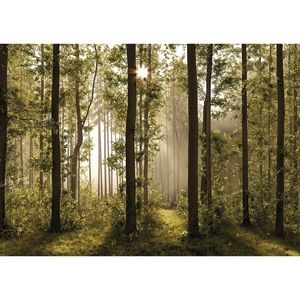Fototapeta XXL Forest 360 x 254 cm, 4 díly obraz