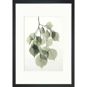 Plakát 24x29 cm Tender Leaves – Tablo Center obraz