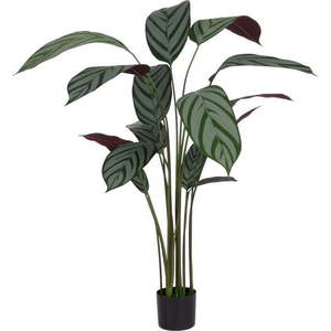 Umělá rostlina (výška 150 cm) Calathea – Ixia obraz