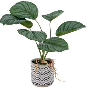Umělá rostlina (výška 32 cm) Maranta – Ixia obraz