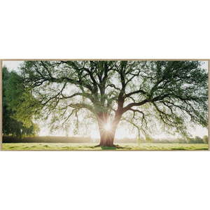 Obraz 150x60 cm Tree in the Sun obraz