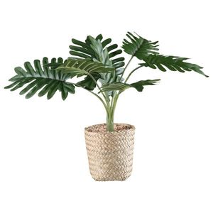 UMĚLÁ ROSTLINA PHILODENDRON II obraz