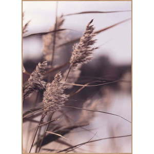 Plakát v rámu 50x70 cm Mellow Grasses 3 – Malerifabrikken obraz