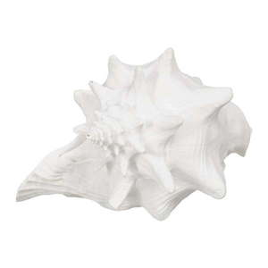 Soška z polyresinu (výška 13 cm) Seashell – Ixia obraz