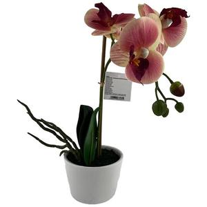 Orchidej - mix 3 barev 30 cm obraz