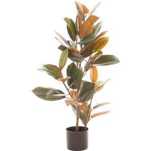 Umělý fíkus (výška 90 cm) Ficus – Ixia obraz